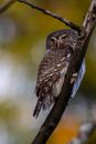 Brown Owl Perched on Tree Branch