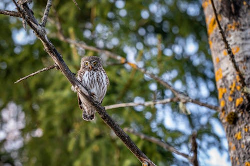 Free An Owl Perched on a Tree Branch Stock Photo