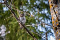 Brown Owl Perched on Brown Tree Branch