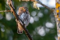 Brown and White Owl on Brown Tree Branch