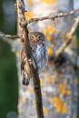 Brown and White Owl Perched on Brown Tree Branch