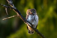 Brown and White Owl Perched on Brown Tree Branch