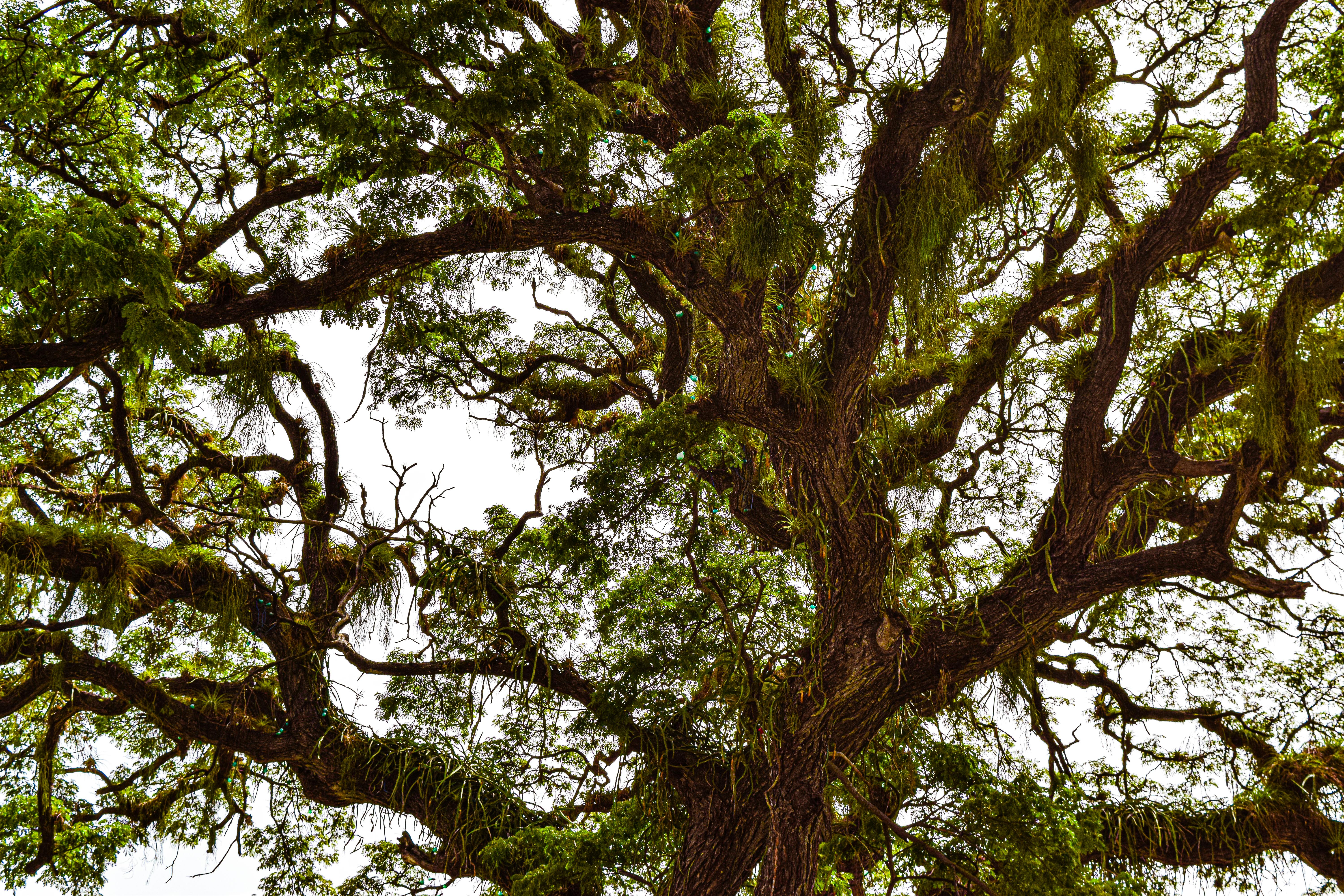 Lush rain tree canopy displaying intricate branches, Kingston, Jamaica. - Kingston