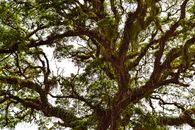 Green Tree Under White Sky