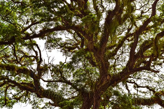 A Big Tree Under a White Sky