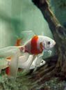 清澈的水族馆里，生动的金鱼游动着，展示着它们鲜艳的色彩和优雅的鳍
