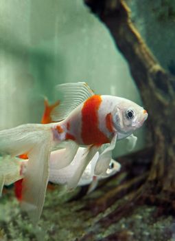 清澈的水族馆里，生动的金鱼游动着，展示着它们鲜艳的色彩和优雅的鳍
