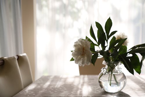 Free White Flowers in Vase on Table in House Stock Photo