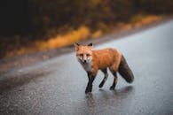 Fluffy fox walking on asphalt road