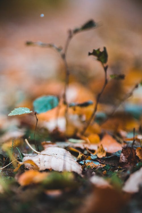 Dry yellow leaves in autumn woods