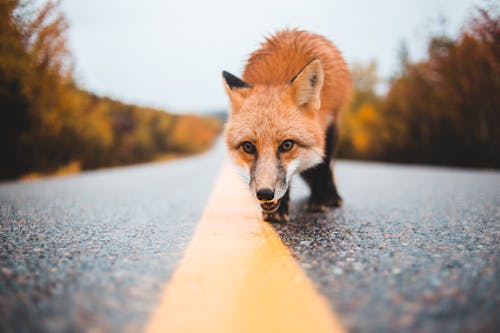 Ground level of curious dangerous wild red fox walking on wet road near woods