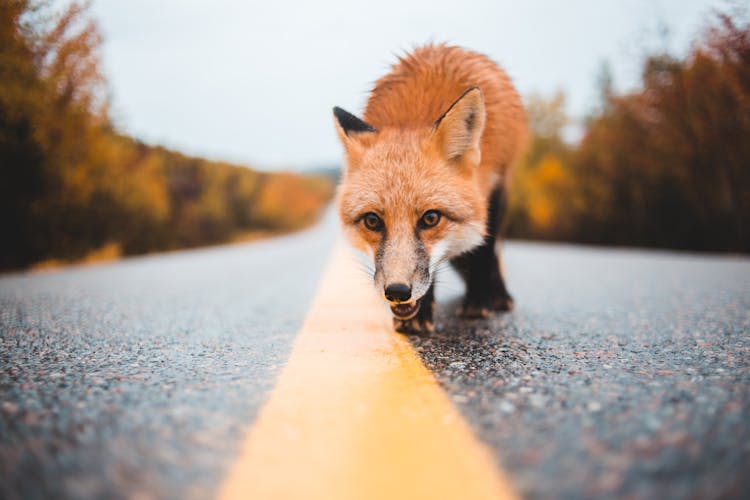 Colorful Fox Walking On Empty Road