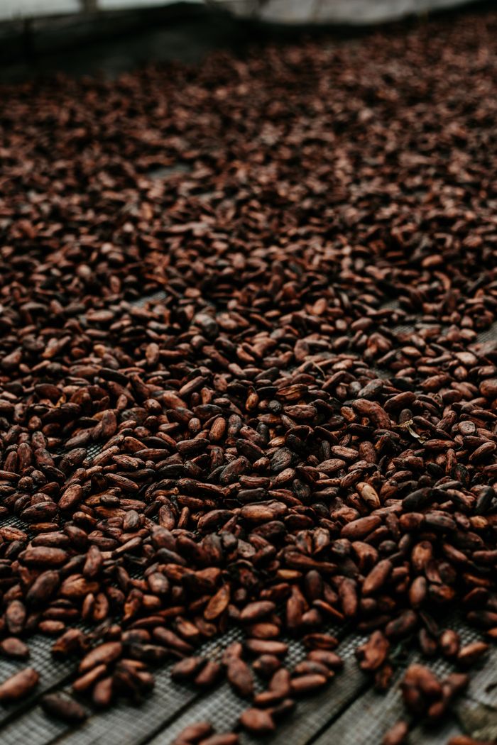 Granos de cacao