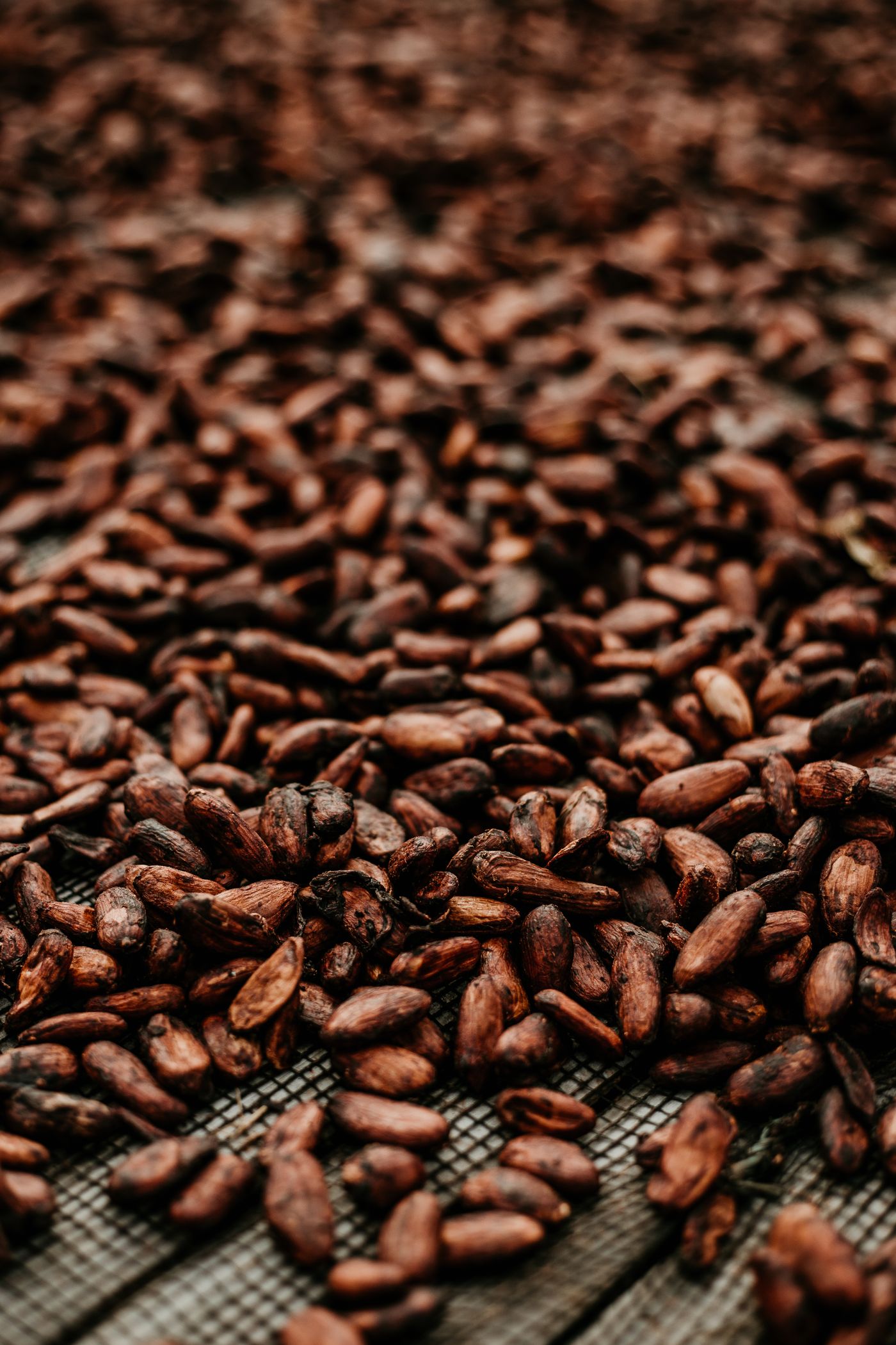Cacao beans laid out to dry in the open air