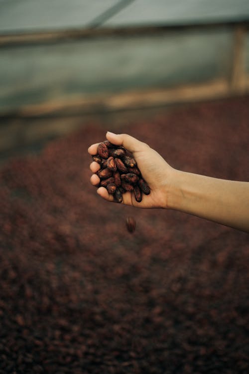Free Close-Up Shot a Person Holding Cocoa Beans Stock Photo
