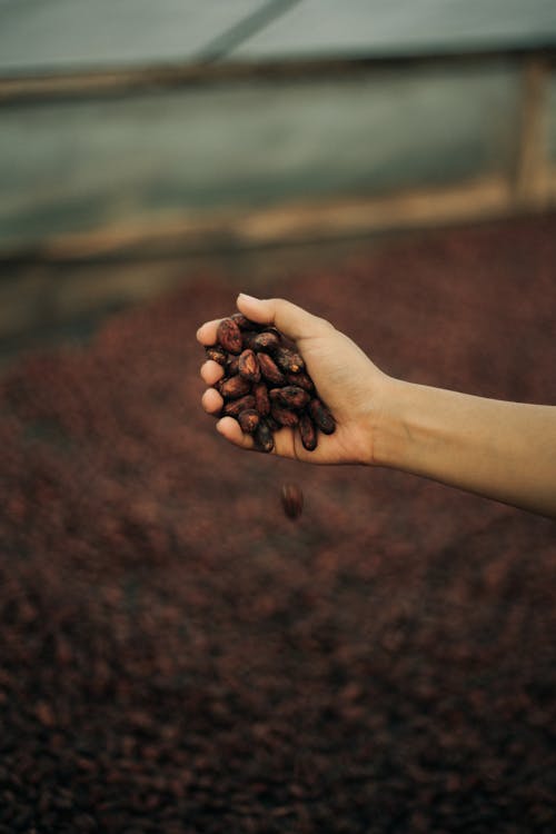 Close-Up Shot a Person Holding Cocoa Beans