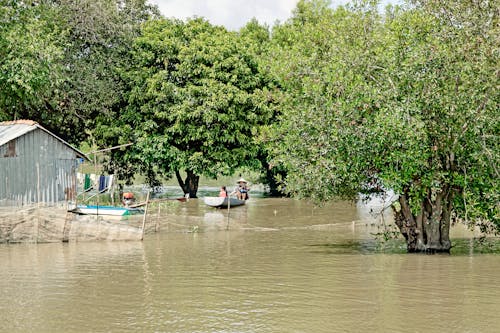 Free stock photo of bụi cây, cây, cây xanh