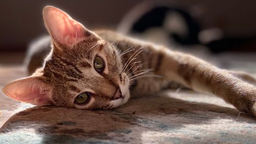 Free stock photo of cat, kitten, portrait Stock Photo