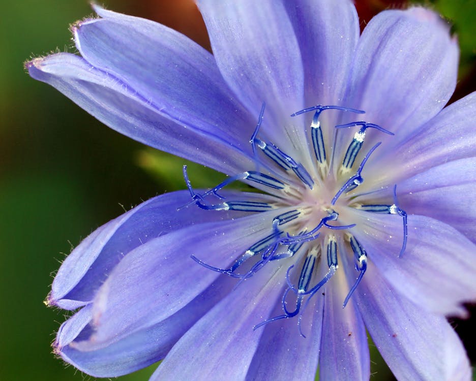 Shallow Focus Photography of Purple Flower