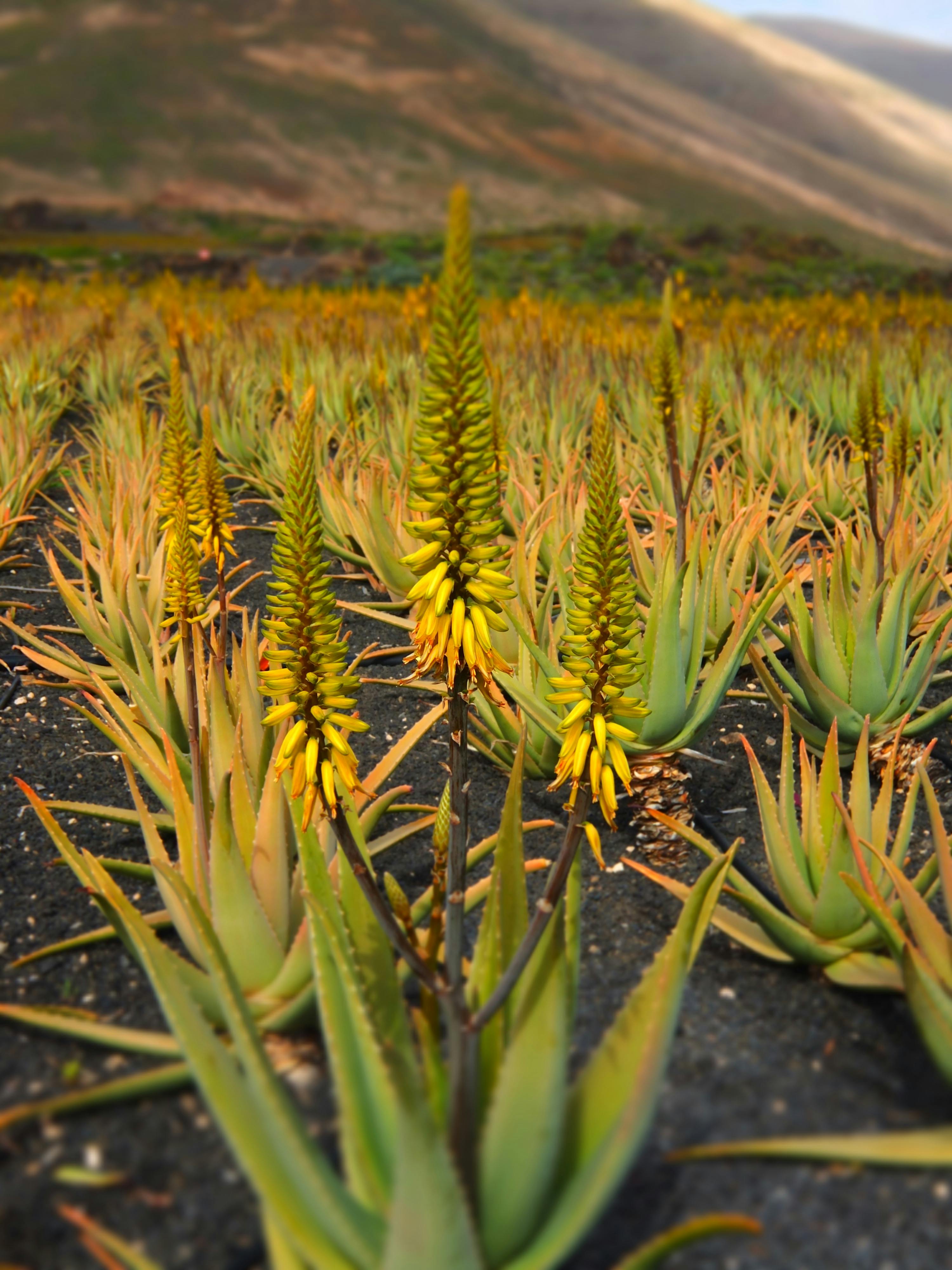 Kostenloses Foto zum Thema aloe, aloe vera, aloe vera pflanze