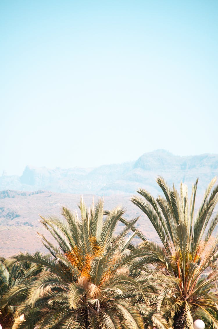 Green Leaves Of Palm In Desert