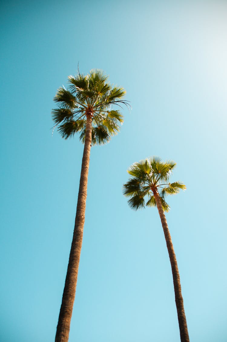 Tall Palm Trees Against Blue Sky