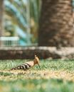 Ground level of adorable small hoopoe bird with long beak pecking grain on green grass in tropical park
