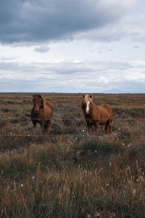 Two Brown Horses on a Grassy Field