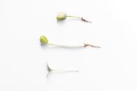 Top view stages of growth and development of edible plant with green fruit against white background