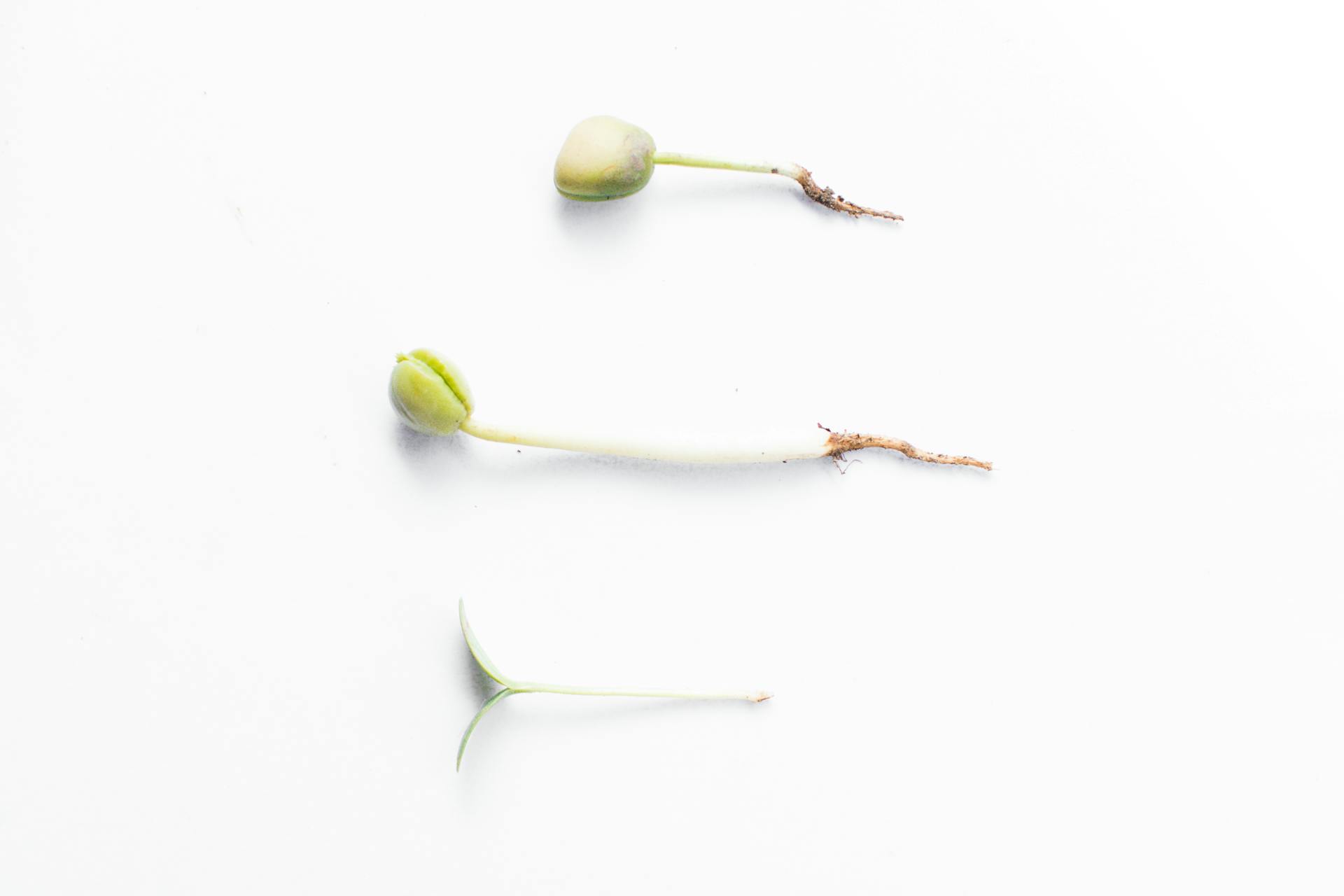 Top view stages of growth and development of edible plant with green fruit against white background