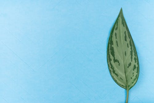 Close-Up Shot of a Green Leaf on a Blue Surface