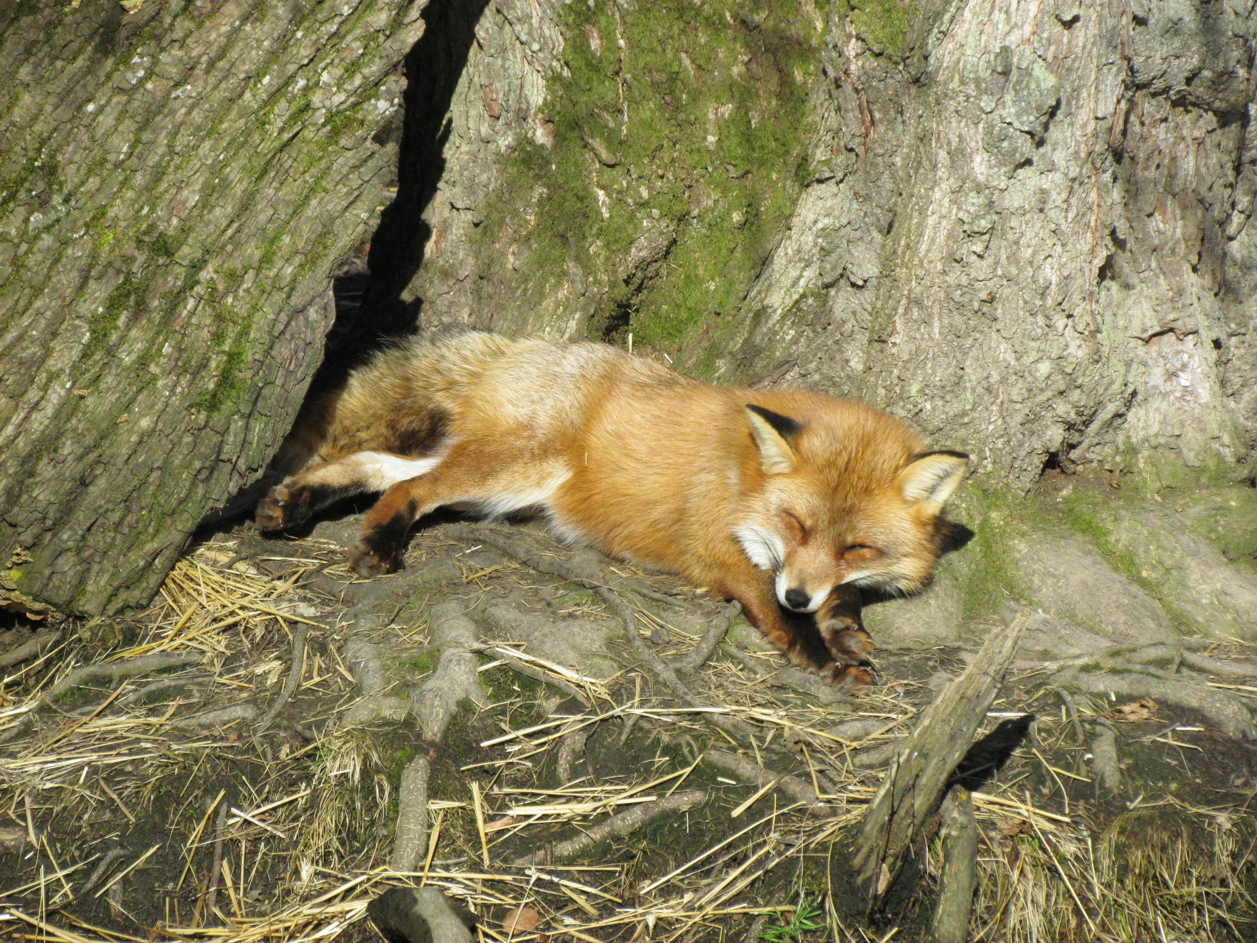 Sommet alpin enneigé dans les Alpes françaises