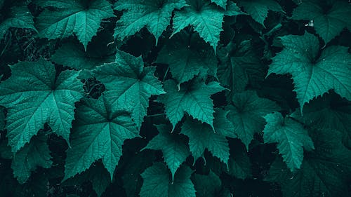 Free stock photo of leaves, nature
