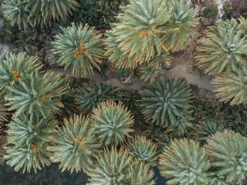 Fotobanka s bezplatnými fotkami na tému letecké snímkovanie, palmy, záber z dronu