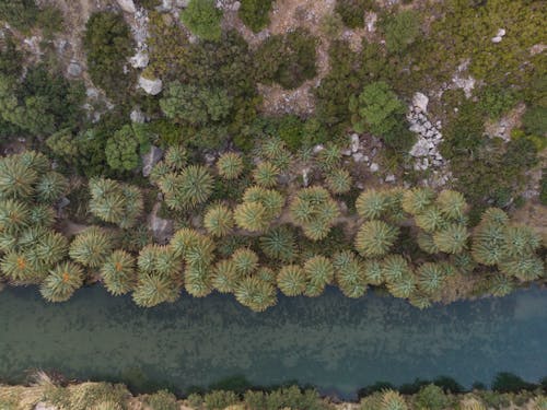 Fotobanka s bezplatnými fotkami na tému brehy, letecké snímkovanie, palmy