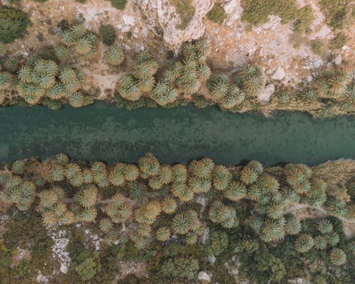 A Body of Water Between Green Trees