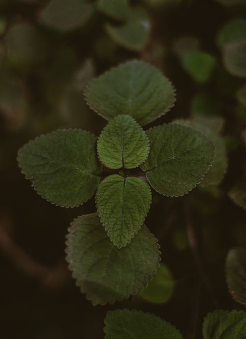 Free From above of fresh green leaves of silver spurflower mint plant growing on shrub in rainforest Stock Photo