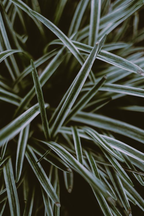 Free From above of two colored sod forming leaves of dwarf lilyturf oriental evergreen plant Stock Photo