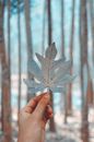 Person Holding Gray Leaf in Tilt Shift Lens