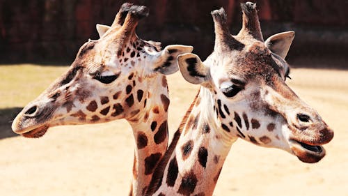 Фотография двух жирафов