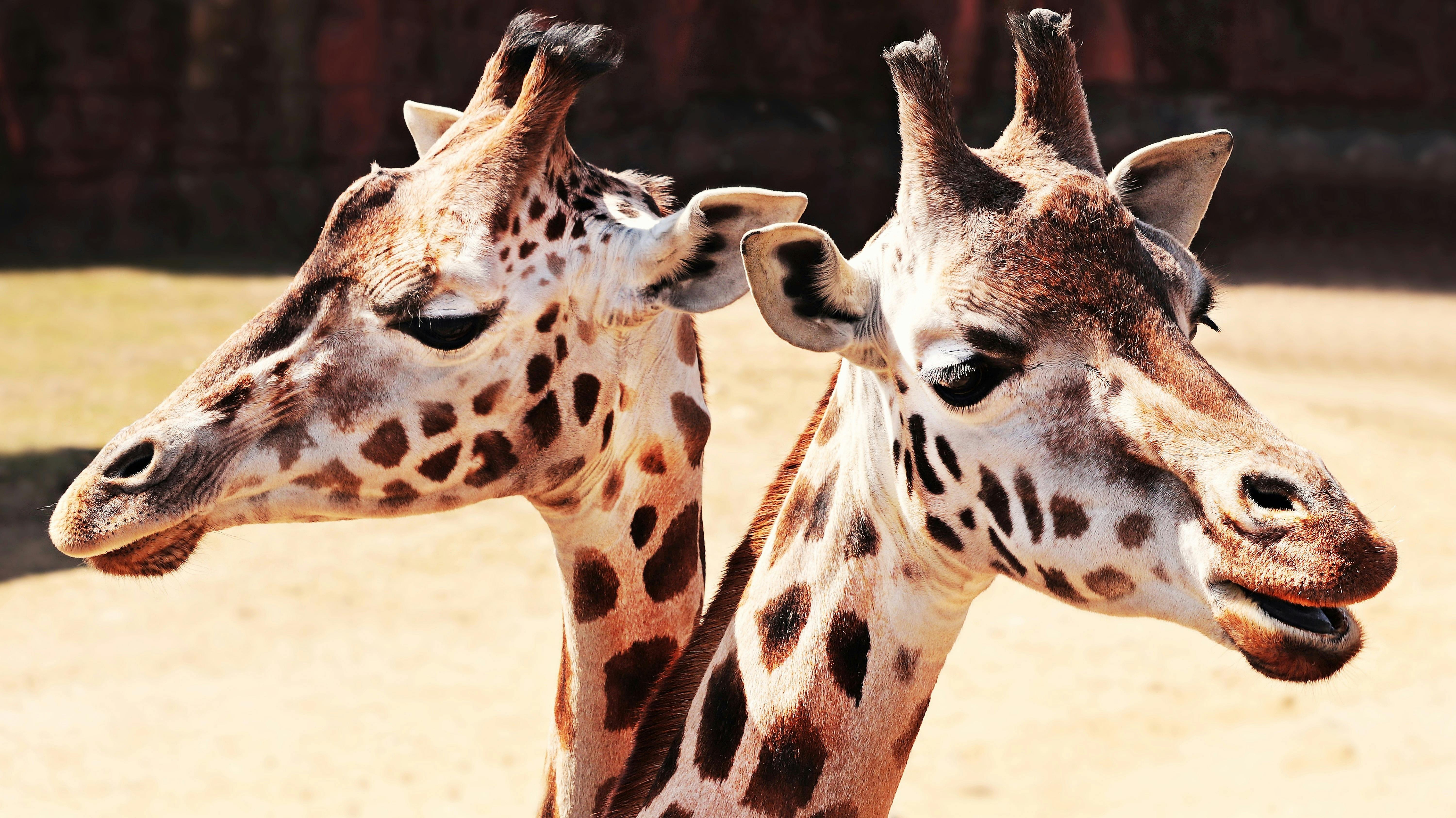 Close-Up Photography of Giraffe · Free Stock Photo - 6000 x 3372 jpeg 2934kB