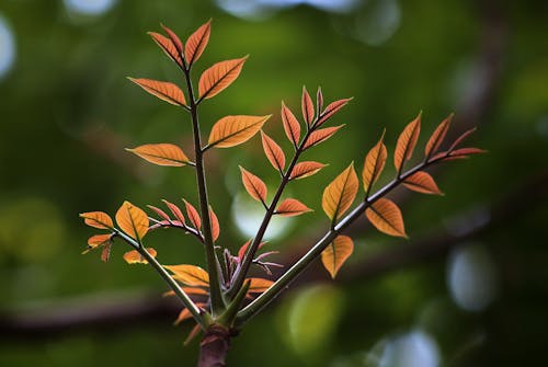 Yellow leaves on branch of Toona sinensis tree