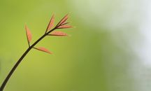 From below of delicate golden leaves on thin branch of Chinese mahogany tree growing against blurred green foliage