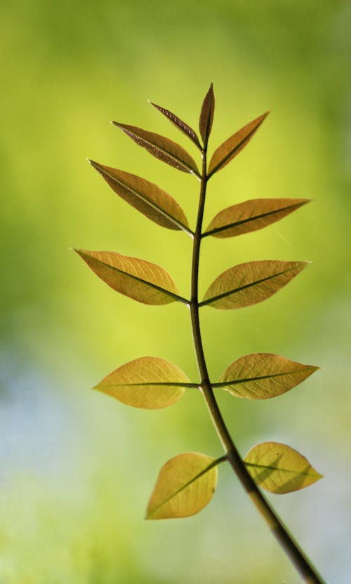 Closeup of yellow leaves on fragile branch of European ash tree against blurred green foliage