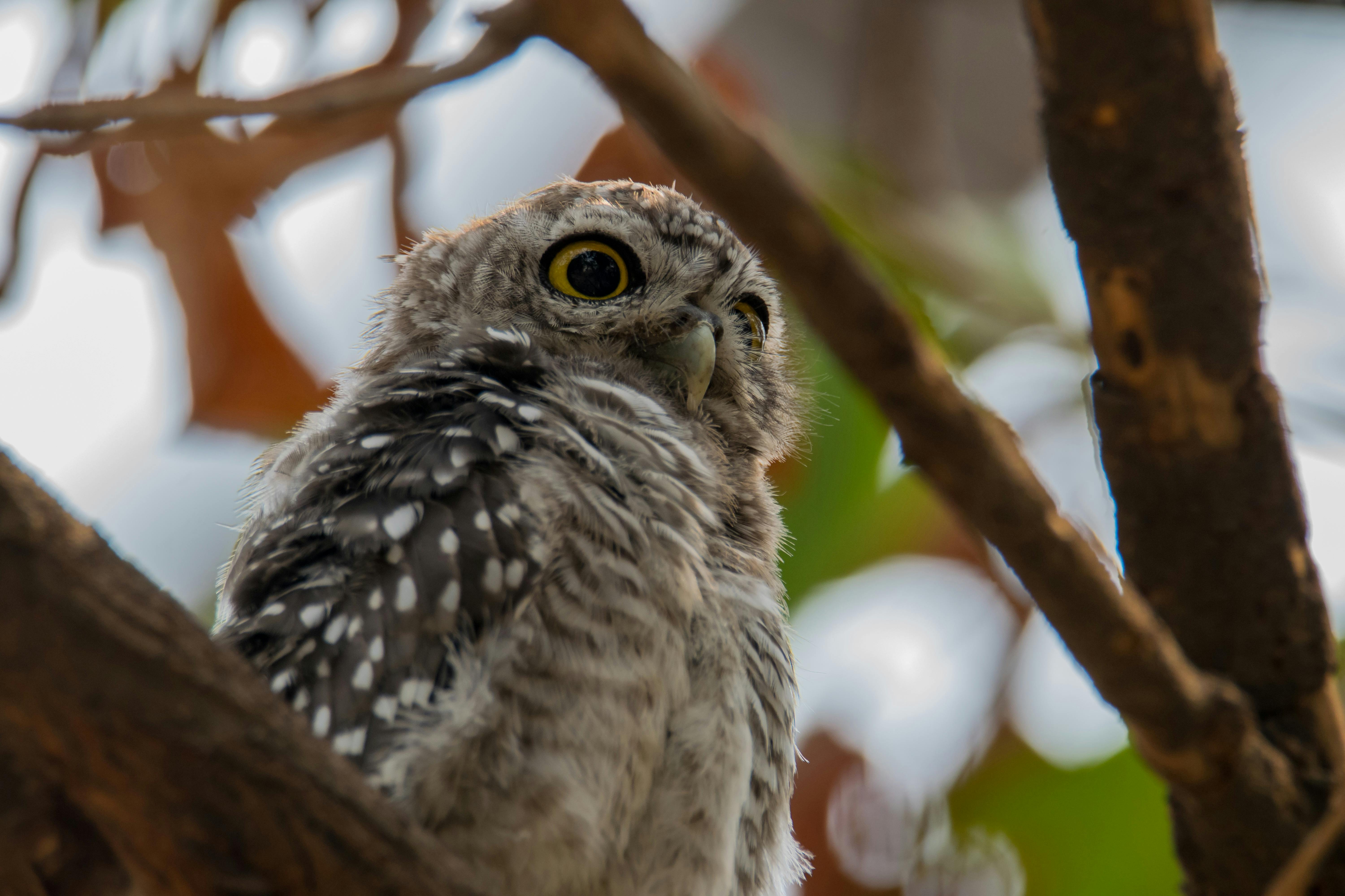 4300 Koleksi Wallpaper Burung Hantu Kayu Gratis Terbaik