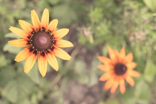 Foto profissional grátis de campo, flores, naturaleza