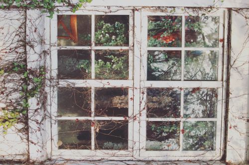 Free Various plants growing through broken lattice window of old abandoned house in countryside Stock Photo