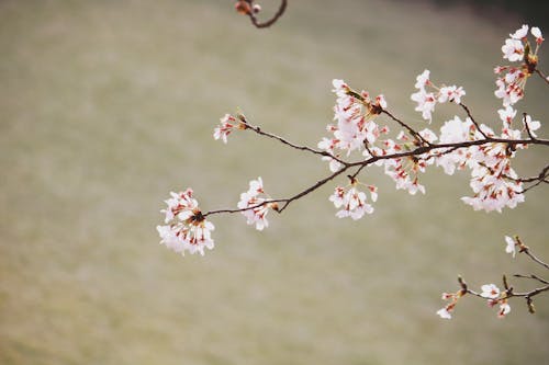 Free Closeup of fragile branch of sakura tree with tender blooming flowers growing in park on sunny spring day Stock Photo