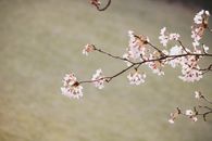 春日阳光明媚，公园里樱花树脆弱的树枝特写镜头中，花朵正盛开