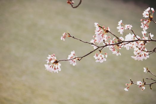春日阳光明媚，公园里樱花树脆弱的树枝特写镜头中，花朵正盛开